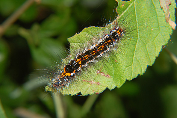 Bruchi colorati del Parco del Ticino